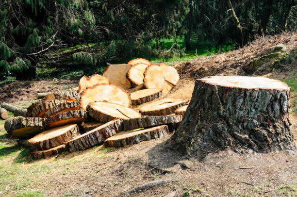 How Our Tree Care Process Works  in  Brockway, PA